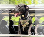 Small #3 American Pit Bull Terrier-Labrador Retriever Mix