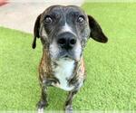 Small #1 American Staffordshire Terrier Mix
