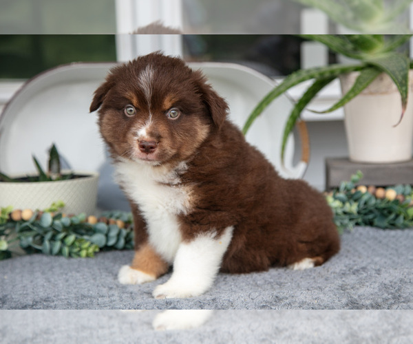 Medium Photo #3 Miniature Australian Shepherd Puppy For Sale in HOLMESVILLE, OH, USA