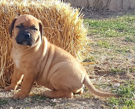 Medium Photo #2 Bullmastiff Puppy For Sale in BORGER, TX, USA
