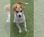 Small #1 Jack Russell Terrier Mix