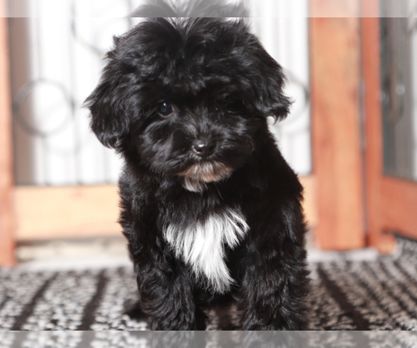 Medium Photo #4 YorkiePoo Puppy For Sale in NAPLES, FL, USA