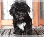 Small #3 YorkiePoo