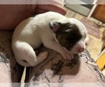 Small Photo #2 Chihuahua-Chiweenie Mix Puppy For Sale in SAN ANTONIO, TX, USA