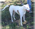 Small Photo #4 American Bulldog Puppy For Sale in Bandera, TX, USA