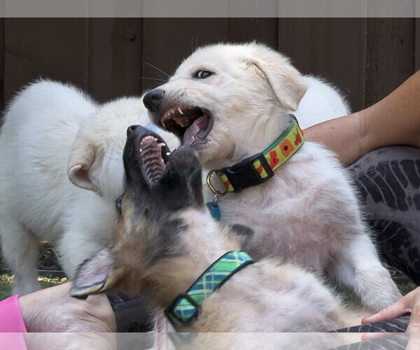 Medium Photo #7 German Shepherd Dog-Great Pyrenees Mix Puppy For Sale in Dallas, TX, USA