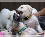 Small #6 German Shepherd Dog-Great Pyrenees Mix