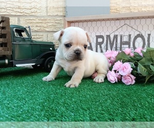 French Bulldog Puppy for sale in CARTHAGE, TX, USA