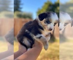 Small Photo #1 Miniature Australian Shepherd Puppy For Sale in VACAVILLE, CA, USA