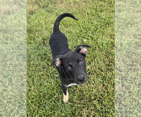Medium Photo #5 Siberian Husky-Unknown Mix Puppy For Sale in McDonough, GA, USA