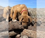 Small Photo #73 Rhodesian Ridgeback Puppy For Sale in MORONGO VALLEY, CA, USA