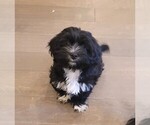 Small Photo #4 Schnocker Puppy For Sale in PORTLAND, OR, USA