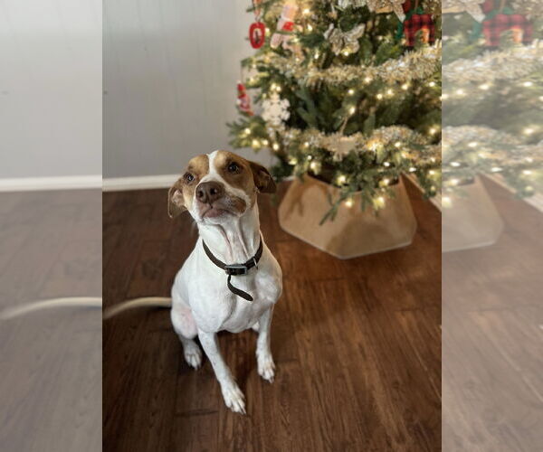 Medium Photo #2 Pointer-Unknown Mix Puppy For Sale in Denton, TX, USA