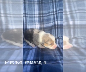 Pembroke Welsh Corgi Puppy for sale in PARSONS, KS, USA