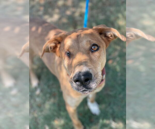 Medium Photo #9 Labrador Retriever-Unknown Mix Puppy For Sale in Houston, TX, USA