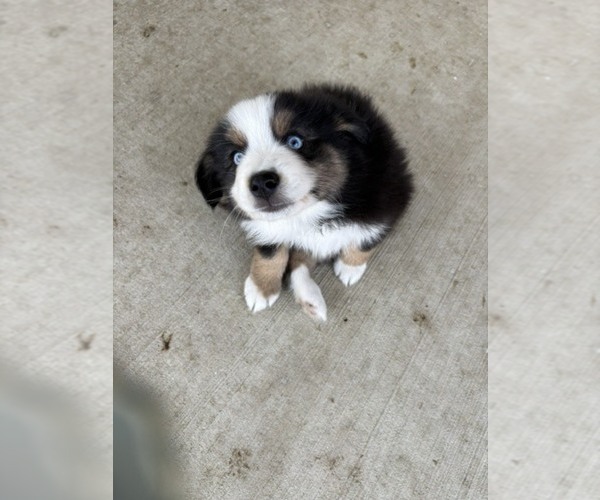 Medium Photo #27 Australian Shepherd Puppy For Sale in AUBURN, IN, USA