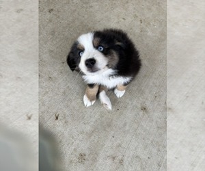 Medium Australian Shepherd