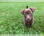Small #4 Australian Shepherd-Chihuahua Mix