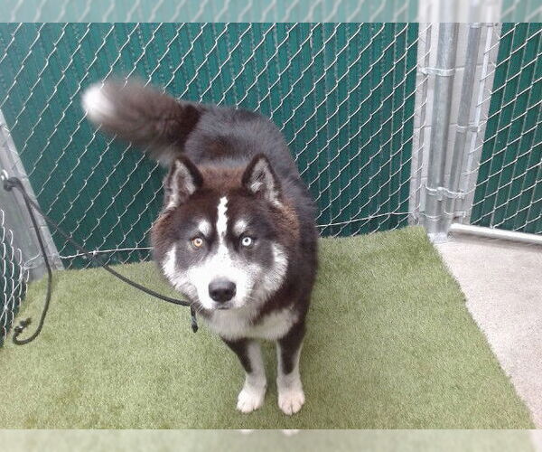Medium Photo #1 Siberian Husky Puppy For Sale in Downey, CA, USA