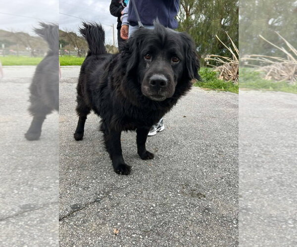 Medium Photo #3 Mutt Puppy For Sale in Woodland Hills, CA, USA
