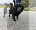 Small #2 Mutt