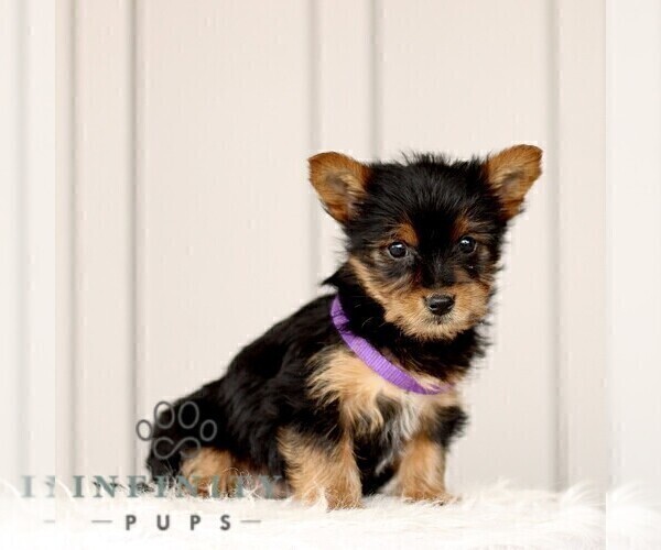 Medium Photo #4 Yorkshire Terrier Puppy For Sale in BIRD IN HAND, PA, USA