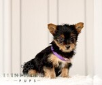 Small #3 Yorkshire Terrier