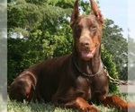 Small Photo #12 Doberman Pinscher Puppy For Sale in PORTLAND, OR, USA