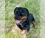 Small #1 Rottweiler