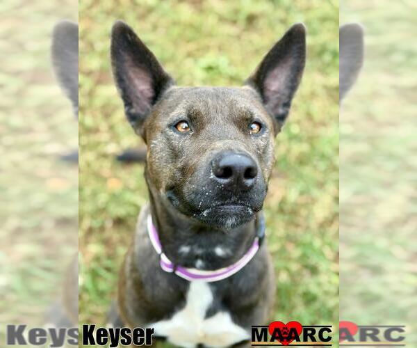Medium Photo #8 Australian Kelpie-Unknown Mix Puppy For Sale in Maryville, TN, USA