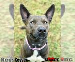 Small #7 Australian Kelpie Mix