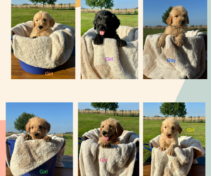 Labradoodle Puppy for sale in BRYAN, TX, USA
