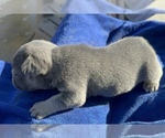 Small #4 French Bulldog
