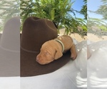 Small Photo #18 Vizsla Puppy For Sale in AGUA DULCE, CA, USA