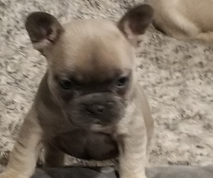 French Bulldog Puppy for sale in MODESTO, CA, USA