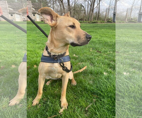 Medium Photo #3 Mutt Puppy For Sale in Germantown, OH, USA