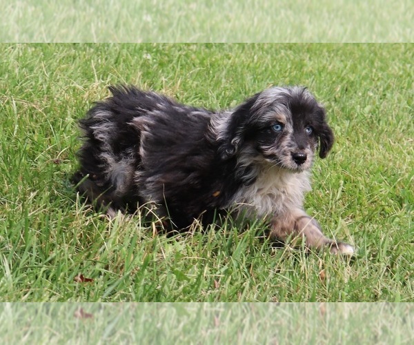 Medium Photo #1 Aussiedoodle Miniature  Puppy For Sale in MARION CENTER, PA, USA