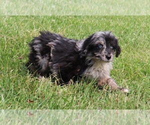 Aussiedoodle Miniature  Puppy for sale in MARION CENTER, PA, USA