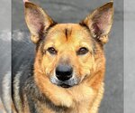 Small Photo #8 German Shepherd Dog-Unknown Mix Puppy For Sale in Canton, CT, USA