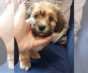 Havanese Puppy for sale in LEBANON, TN, USA
