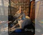 Small #4 American Pit Bull Terrier Mix