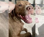 Small #4 Labrador Retriever Mix
