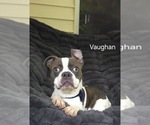 Small #3 Boston Terrier