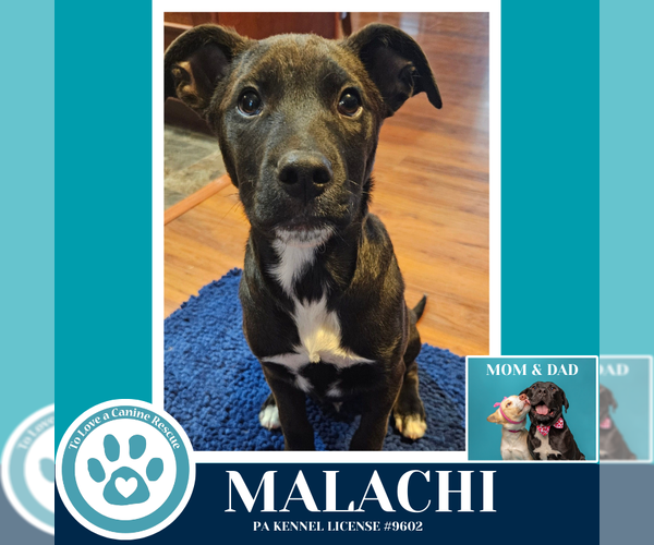 Medium Photo #7 Labrador Retriever-Unknown Mix Puppy For Sale in Kimberton, PA, USA