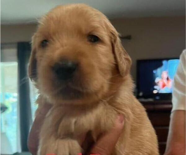 Medium Photo #1 Golden Retriever Puppy For Sale in FRESNO, CA, USA