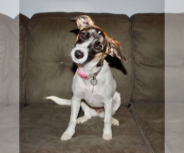 Medium Photo #6 Mutt Puppy For Sale in Dahlgren, VA, USA
