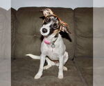 Small #5 Mutt