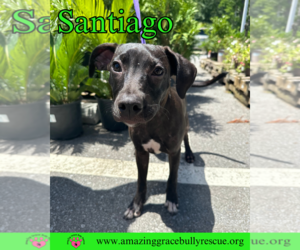 Santiago - Male Labrador Retriever-Unknown Mix Dog for Adoption - Photo #8