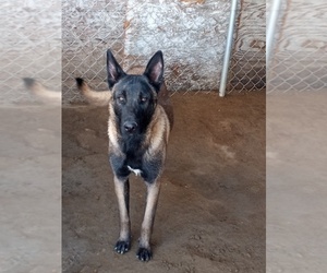 Belgian Malinois Puppy for sale in LAKE LOS ANGELES, CA, USA