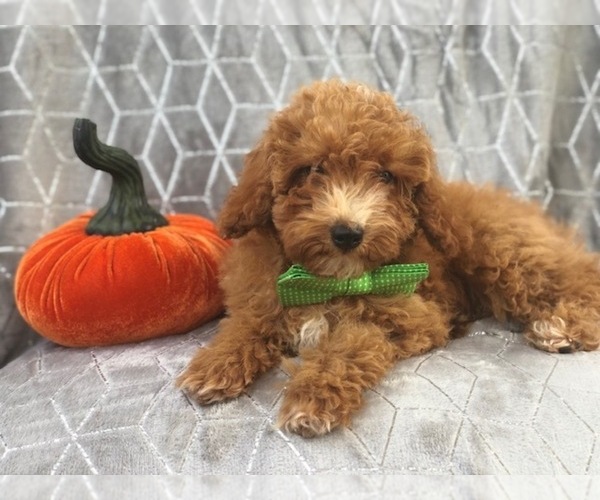 Medium Photo #2 Poodle (Toy) Puppy For Sale in LAKELAND, FL, USA